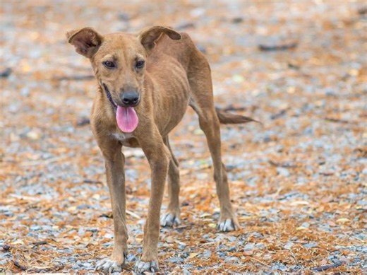 Cómo evitar el maltrato animal - infórmate aquí