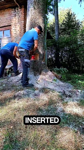 controlling the fall of a tree using a jack #chainsaw #sawblade #treecutting