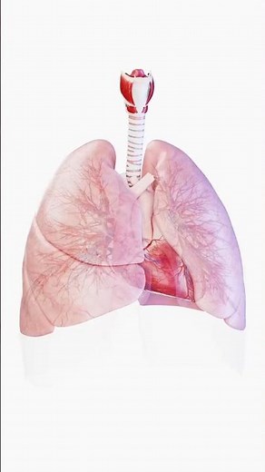 🫁Sistema Respiratorio PULMONES🩺