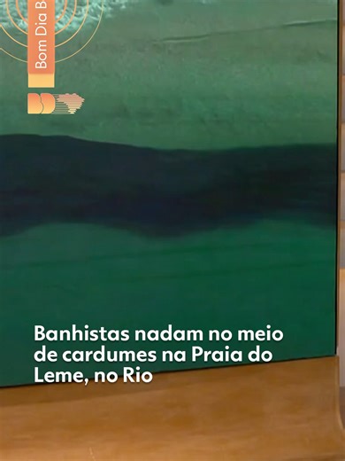 Cardume de peixes na Praia do Leme no Rio de Janeiro