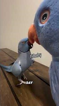 This Parakeet Talks Like A Human?!