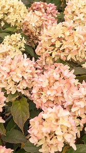 Hydrangea pop quiz! 📝 Do you know how to ID a panicle hydrangea just by looking? Drop your answer in the comments, then scroll further down in the caption for the answer! Monrovia's #PaniclePalooza starts now with a week full of our favorite panicle hydrangeas ✨ and to kick things off, we’re swooning over the dreamy blooms of Strawberry Shake™ Hydrangea 🍓 A compact stunner with blooms that open crisp white and fade to soft pink, it’s like a refreshing sweet summer treat for your garden.🍦 Comp
