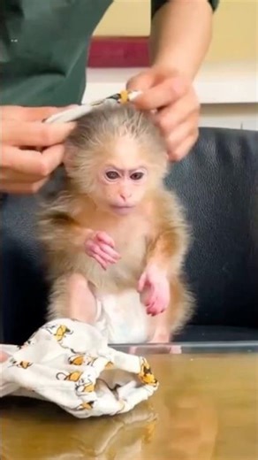 The Cutest Struggle Ever! 🐵👕 Baby Monkey Turns Dressing Time into Playtime!