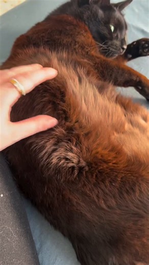 have any black cat owners come across this before?