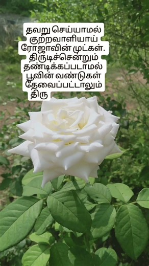#love #naturelove #beautifulrose #tamilkavithai #flower