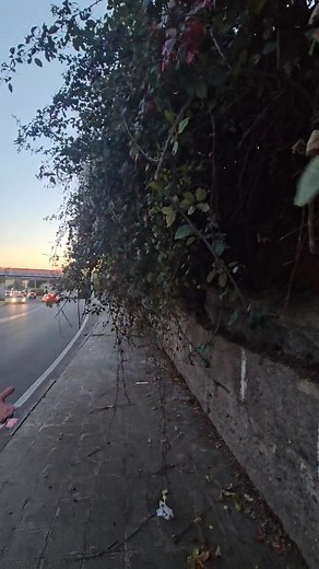 🔴 DECORO URBANO / VERDE/ MARCIAPIEDI VIA S. MICELI Abbiamo effettuato un ulteriore sopralluogo nella nostra città in risposta alle numerose segnalazioni ricevute dai cittadini riguardanti la presenza di vegetazione spontanea sui marciapiedi adiacenti all'Istituto Rambaldi, in Via S. Miceli. Questa situazione sta causando notevoli disagi agli studenti, che si trovano costretti a percorrere la carreggiata stradale. Nonostante le ripetute comunicazioni agli uffici competenti del Comune di Lamezia 