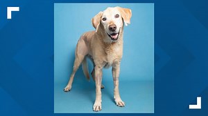 This senior Labrador with special needs is looking for his forever home