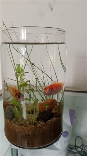 With a small glass jar, you can create a beautiful mini aquarium that is easy to maintain.
