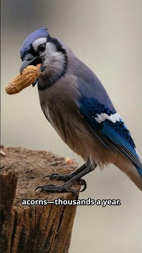 10 Fun Facts About The Blue Jay! #bluejays #birdfacts #youtubeshorts #wildlife