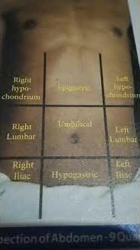 9 quadrants of abdomen (abdomen inspection) #physiology #humananatomy #diagnosis #abdomen #shorts