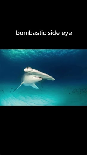 Captivating Shark Conservation Apparel