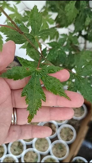 Not the fastest but certainly the easiest way to propagate #japanesemaple 🍁🍁🍁 #acerpalmatum #bonsai