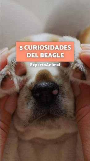 5 CURIOSIDADES del BEAGLE 🤎🤍🖤