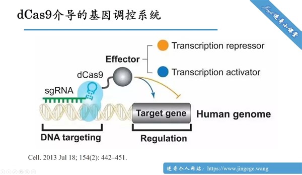 CRISPRi和CRISPRa：基因表达干预的新利器