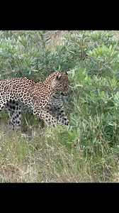 3K views · 32K reactions | As Rixaka inspects the bush, we keep a close eye on her to see what has sparked her interest. Moments later a black mamba emerges from the other side! A moment of unexpected tension in the heart of the wild.  #NatureUnfolded #LeopardVsMamba #WildlifeSurprise | Savanna Private Game Reserve | Facebook