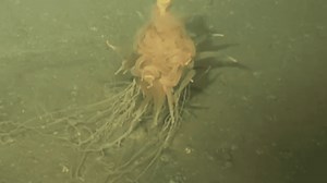 Divers Find The Flying Spaghetti Monster Under The Ocean