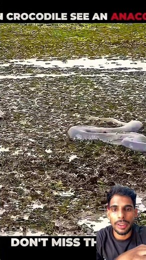 Python vs anaconda #animals #wildlife #crocodile #anaconda #python #hunting #fear #shortvideo #short