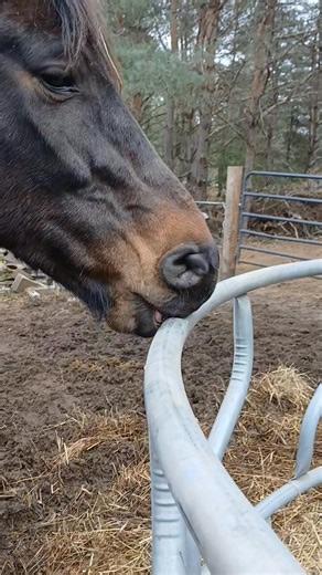 4K views · 25 reactions | When horses suck air, it's called...