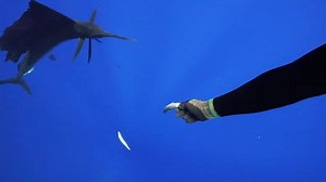 This sailfish would have been a world record with a Hawaiian sling but these spearfisherman decided to enjoy this encounter and do a little hand feeding instead. Video: @camkirkconnel | BD Outdoors