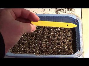 Germinating Musa Ingens seeds