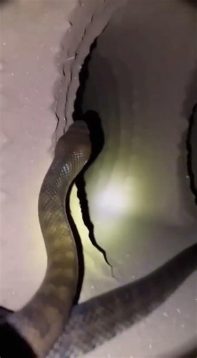 Snake POV Adventure #youtubeshorts #shortvideo #wildlife
