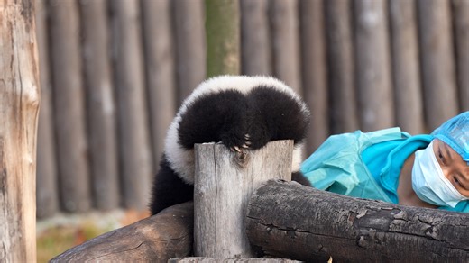 Observing a baby panda’s hind legs from this angle is so novel, can’t help but take a second look. #panda #HiPanda #ChengduPandaBase #PandaFun #BestJobInTheWorld #HowGiantPandasGrowUp For more panda information, please check out: https://en.ipanda.com | iPanda