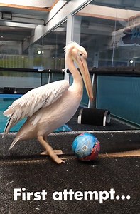 36K views · 760 reactions | Ricky is well on his way to soccer stardom with these ball kicking skills! Learn all about Ricky’s new behavior and why this is good for his cognitive wellbeing. ⚽ #CMAinspires | Clearwater Marine Aquarium | Facebook