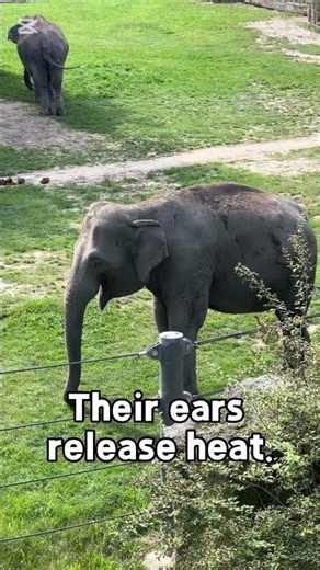 Why Do Elephants Flap Their Ears? 🐘