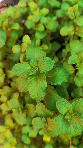 My Pot-Grown Mint is Exploding!