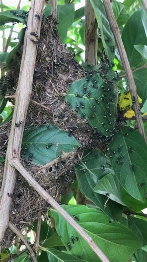 Amazing Ant Architecture: How They Build Their Leaf Nest!