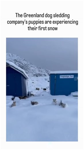✮⃝🇸 🇴 🇺 🇲 🇮 🇰 on Instagram: "This viral video depicts fluffy Greenlandic sled dog puppies emerging from a kennel in Sisimiut, Greenland, to playfully investigate fresh snow for the first time, showcasing their instinctive Arctic behaviors amid a stark, wintry landscape. Greenland dogs trace their lineage to Pleistocene-era Arctic wolves, with genomic research revealing adaptations like efficient lipid processing for seal-based diets and robust fur for sub-zero temperatures, aiding their ro