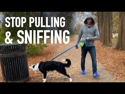How to Transform Your Walks by Understanding Your Dog's Nose!