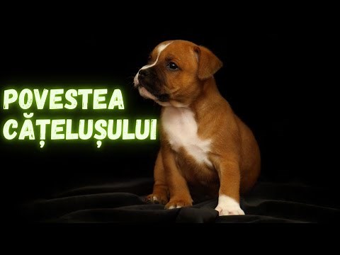 Povestea catelusului schiop