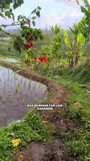 SUNDA PEPELING #motivation #quietvillage #shortvideo