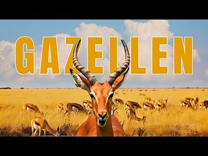 Gazellen in Tansania – Wildlife hautnah auf Safari erleben