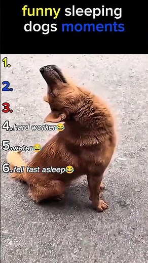 😂Funny sleeping dogs moments😂