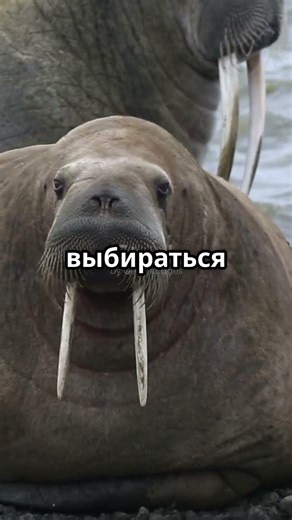 3 Facts About Walruses #facts #funny #fyp #trending #reels #top #yt #top #facts #shorts #trends