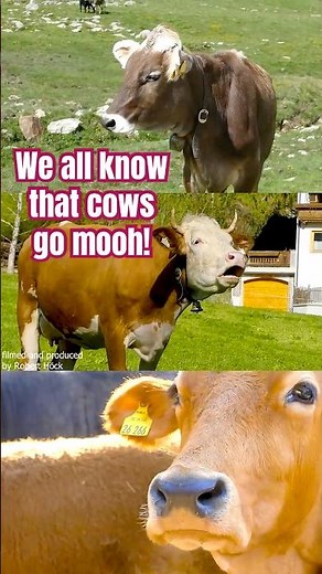 KUH MUHT! Verschiedene, alte Rinderrassen mit ihren Stimmen: Fleckvieh, Braunvieh, Rotes Höhenvieh