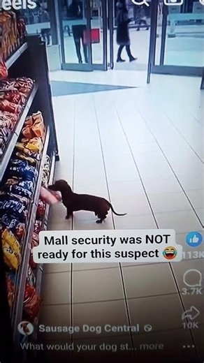 "Don't run from the lord"!!! plus classic one liner from "Freeway" Movie 👑✝️🐕🐾🐾