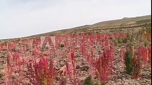 Wide low-angle panning shot of red quinoa crops in a remote Andean arid and stony farmland, Altiplano, Bolivia