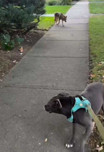 Coyote's Close Call with Dog in Neighborhood