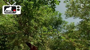 47K views · 511 reactions | Yacouba Sawadogo, l’homme qui a arrêté le désert,«Les gens pensaient que j’étais fou». Reportage complet le 29/08/2016 à 22H00 en direct sur la page facebook Panafricain.TV, abonnez-vous à la page Facebook et activer la notification pour être averti. ↳ Cliquez sur j'aime ⭕ | Partagez ⭕ | Invitez ⭕ | L'idéologie Sankariste & Panafricaine | Facebook