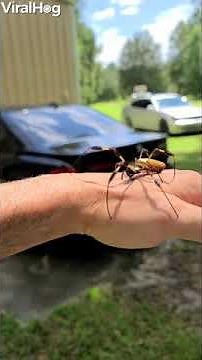 Watch: Giant Spider Crawls Around A Man's Arm