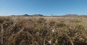 Tracking shot.Millions of brown locust swarms decimating crops in Africa linked to Global warming, Climate change,Climate emergency