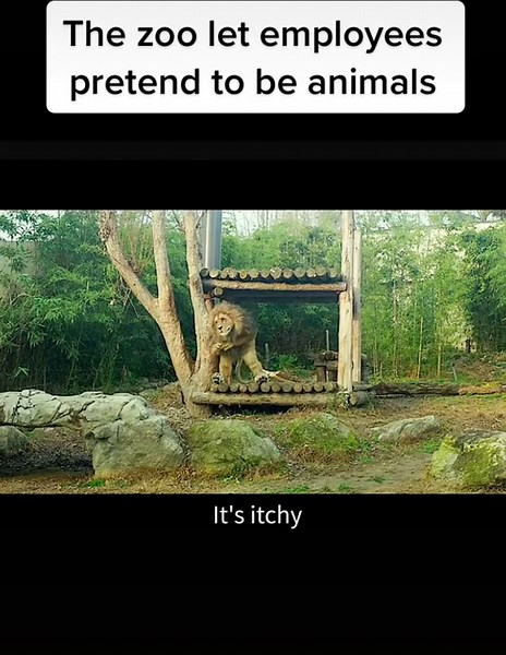 Employees Pretend to be Animals at the Zoo
