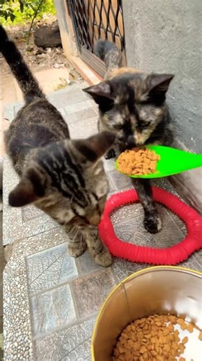 วันนี้ให้อาหารปลาแบบถังตักฅ อยากใช้ทัพพี #cute #cat