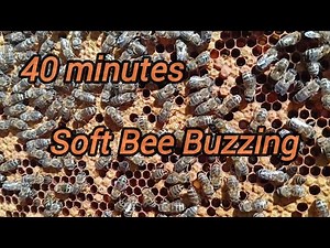 The Hum of Bees | White Noise | Healing Sounds