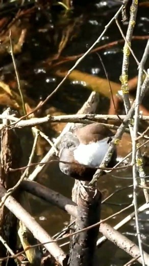 Pluszcz 20.03.26.#nature #birds #river #music $