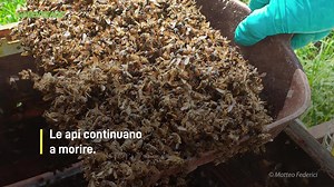 Strage di api in Italia: tassi di mortalità fino al 100%. Una strage annunciata che bisogna fermare. Firma la Petizione, basta con l'uso industriale di pesticidi! | Greenpeace Italia