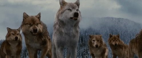I dream I runWith pack of #wolvesWho teach meWhat is trueLearn “lone wolf”Is exception—Not what healthy Wolves eschewTho the loner trope’sRomanticTrue strengthIs in the packBuilding famAnd communityThat hasA good wolf’s back…#vss365